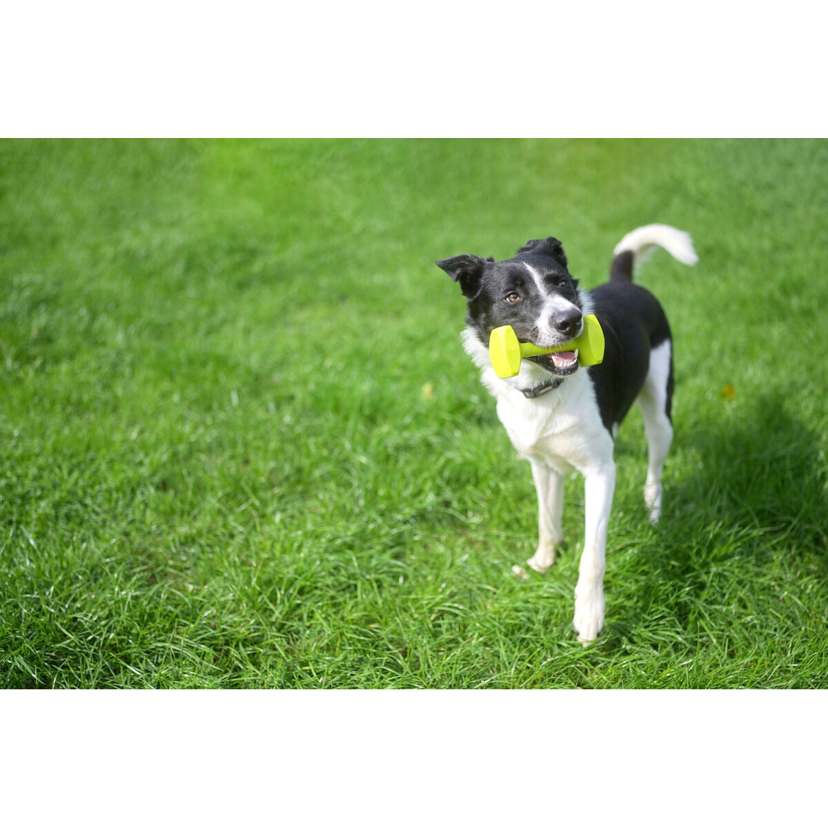 Training toy Coachi TRAINING DUMBBELL-3